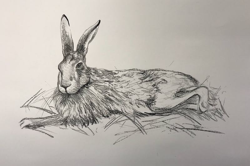 Resting-Hare