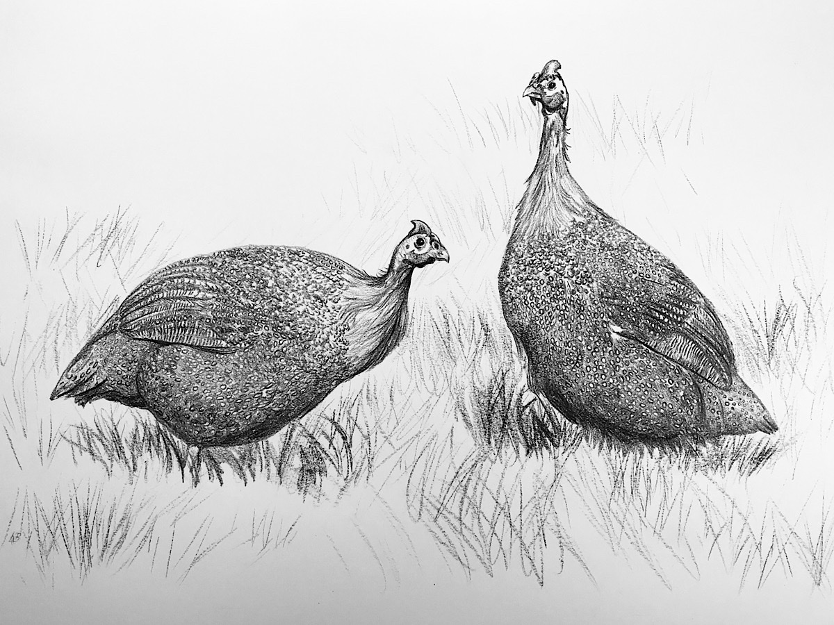 “Guinea fowl” YANA day 88 of 100 - Kate Batchelor Artist